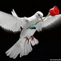 /album/sensualfoto/a574571-216918168412752-1846315737-n-jpg1/